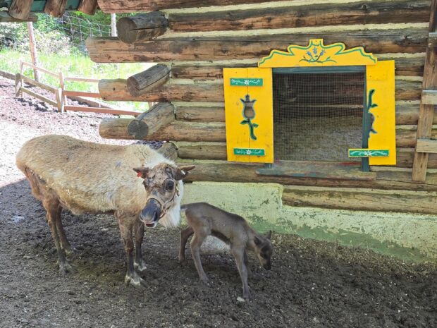 mother and baby reindeer