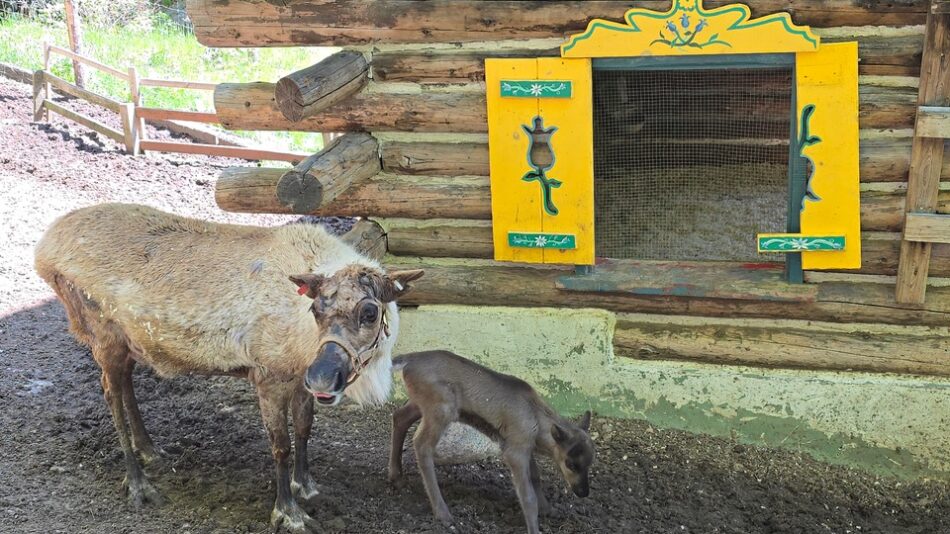 mother and baby reindeer