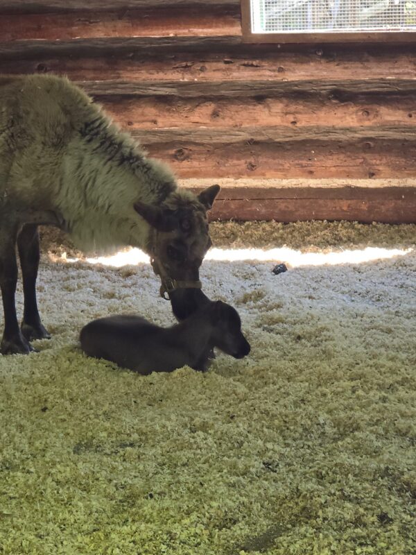 mother reindeer and baby