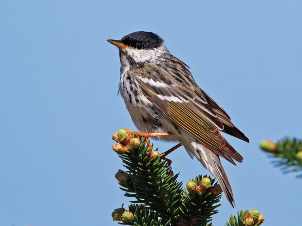 Bird on a branch