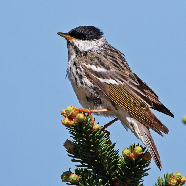 Bird on a branch