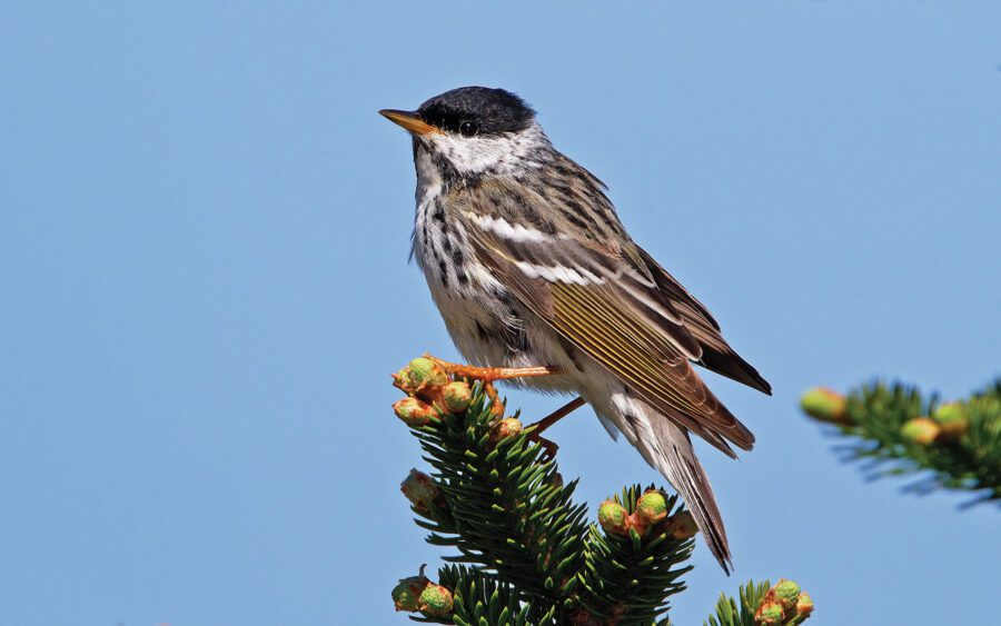 Bird on a branch
