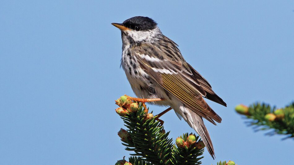 Bird on a branch