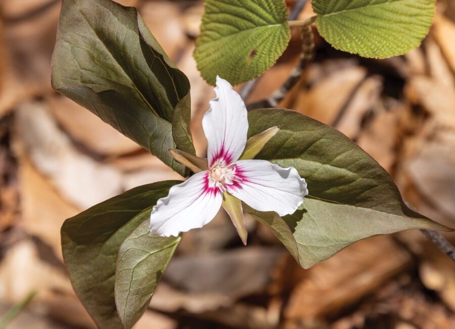 Painted Trillium flower