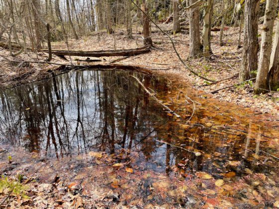 Vernal pool on Coon Mountain trail