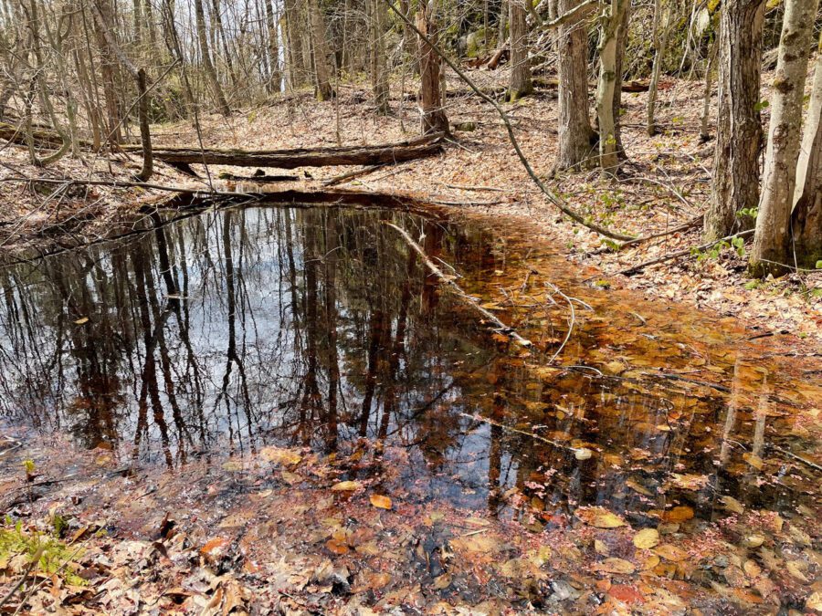 Vernal pool on Coon Mountain trail