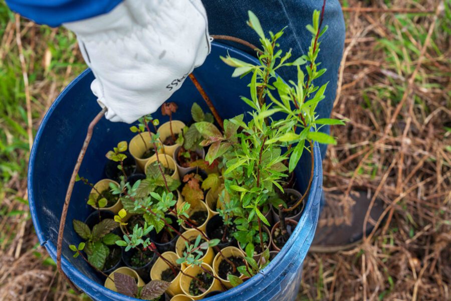 A volunteer carrying a bucket of tube stock to be planted.