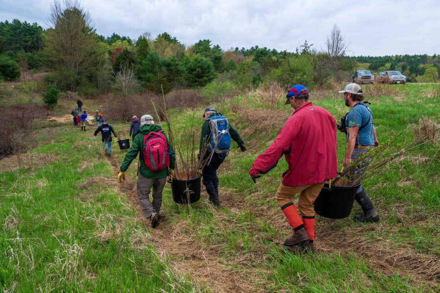 Volunteers carrying bare root trees to be planted along Beaver Brook in Westport.