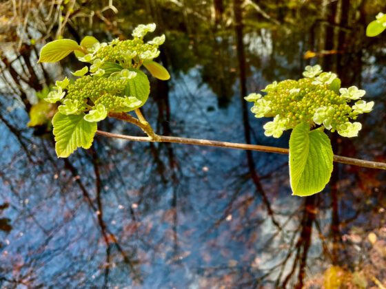 Coon Mountain: Small, spring hike with big payoff in ephemerals, vernal pools