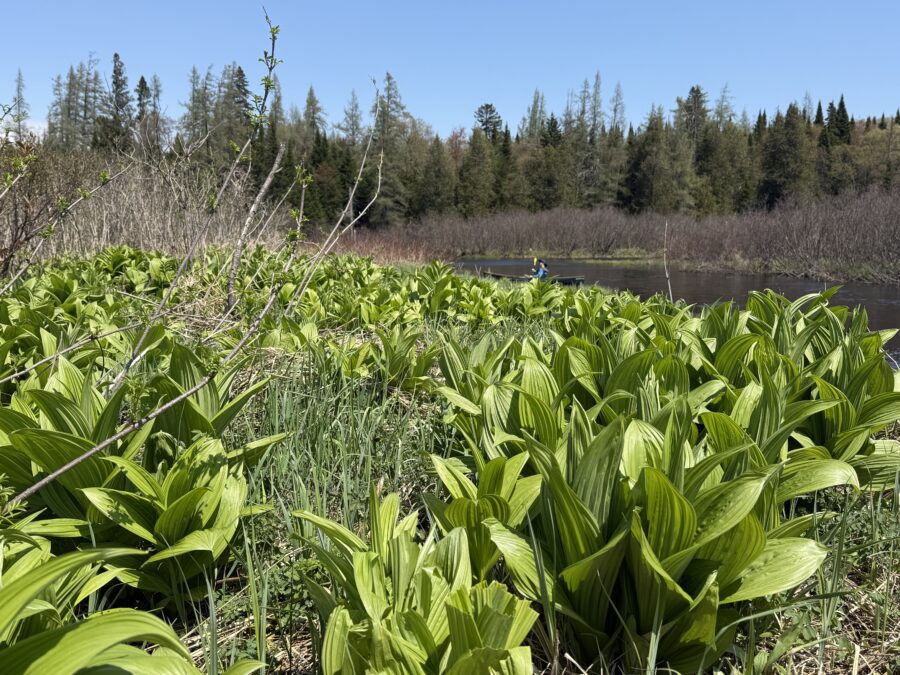 green plants on a river bank