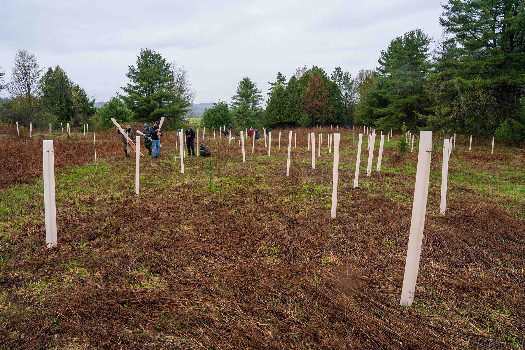 white tubes in the ground protecting baby trees