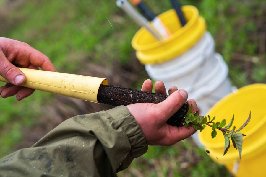 hand with small tree ready for planting