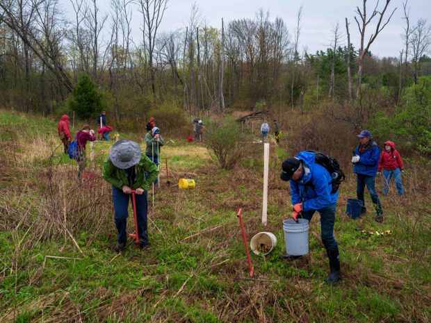 Volunteers planting trees along Beaver Brook which feeds the Boquet River, on Ananta Farm in Westport.
