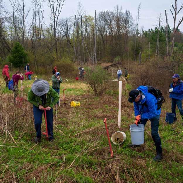 Volunteers planting trees along Beaver Brook which feeds the Boquet River, on Ananta Farm in Westport.