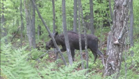 moose