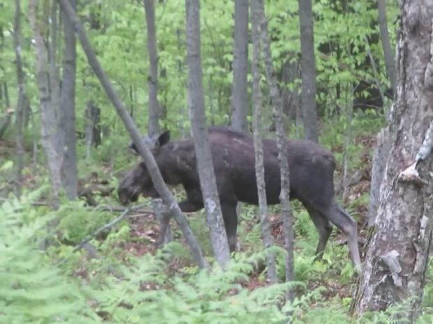 moose
