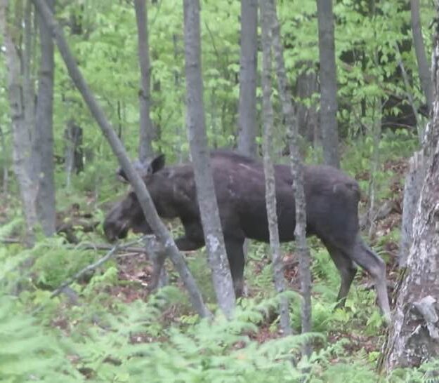 moose