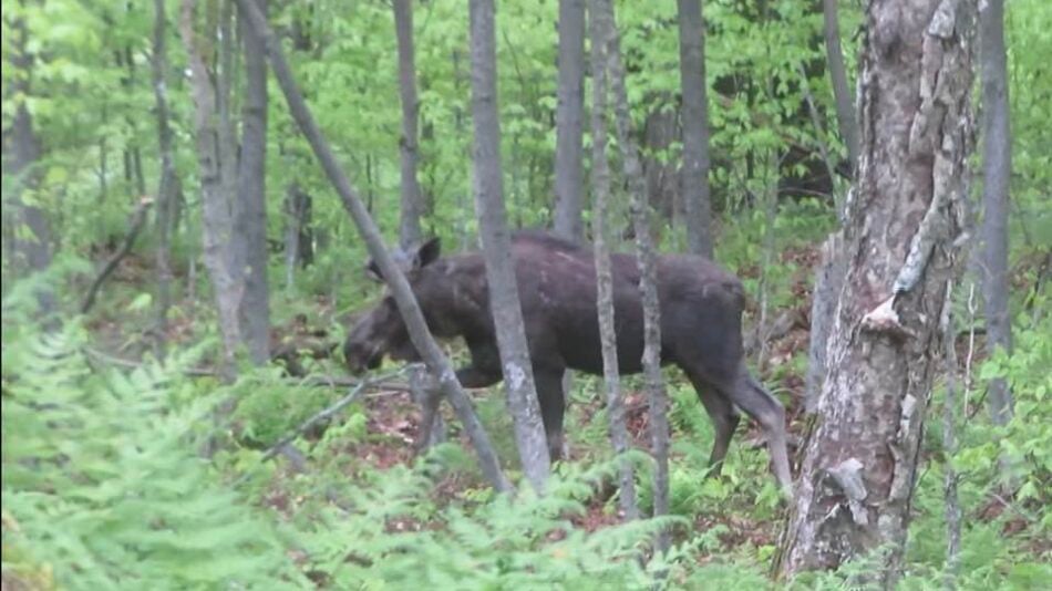 moose