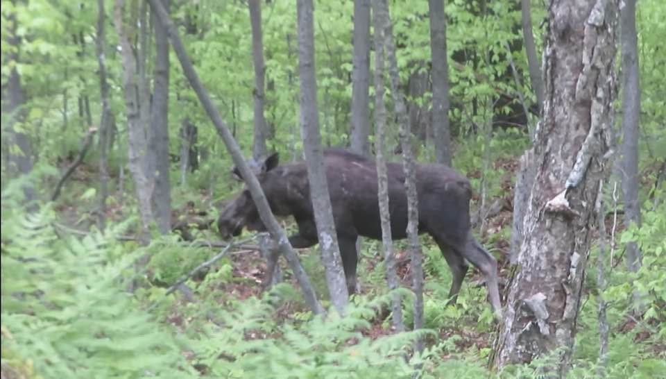 moose