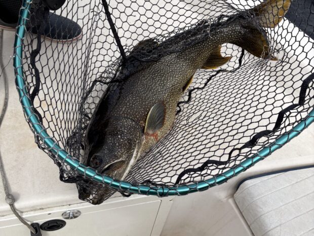 lake trout on lake placid