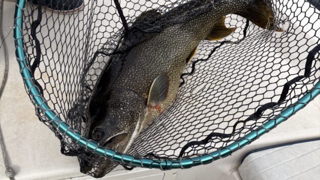 lake trout on lake placid