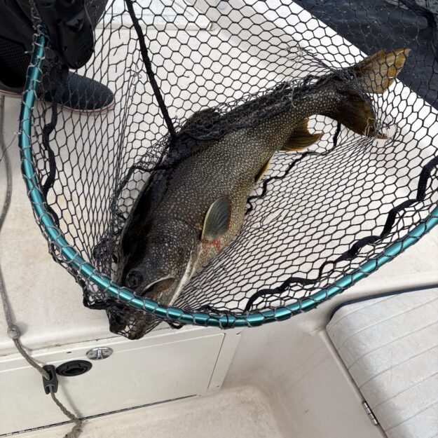 lake trout on lake placid