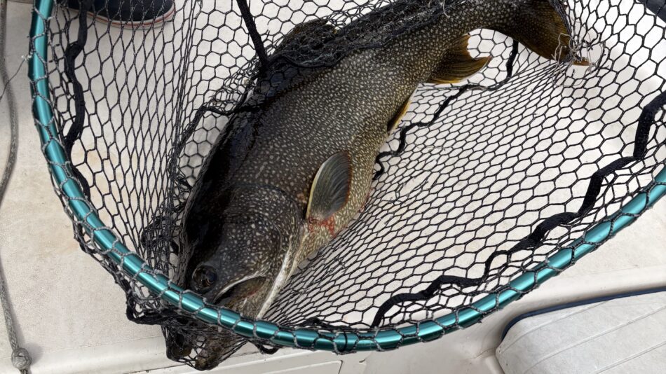 lake trout on lake placid