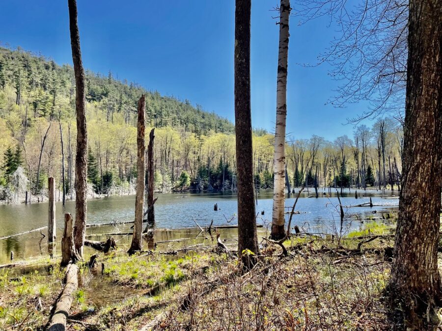 Crane pond with a beaver dam