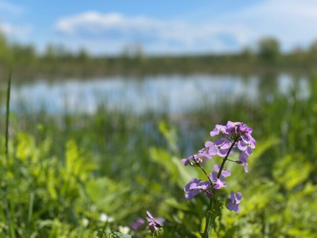 Purple flowers by marsh