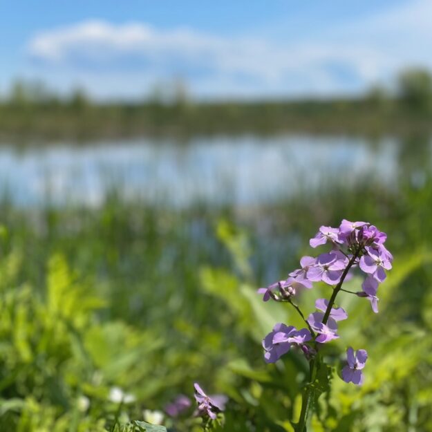 Purple flowers by marsh