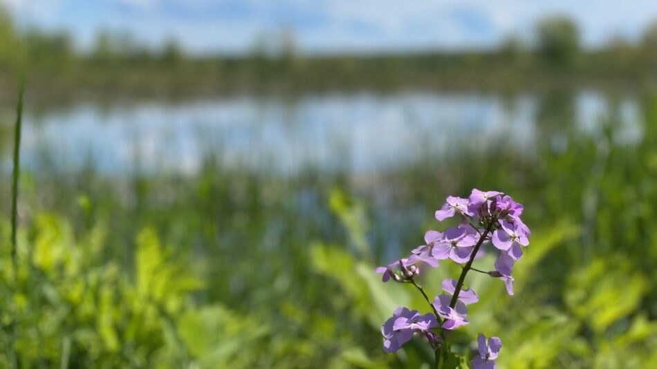 Purple flowers by marsh