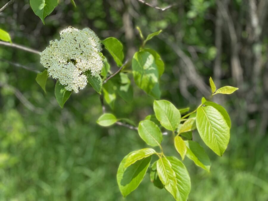 Viburnum in focus