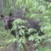 moose