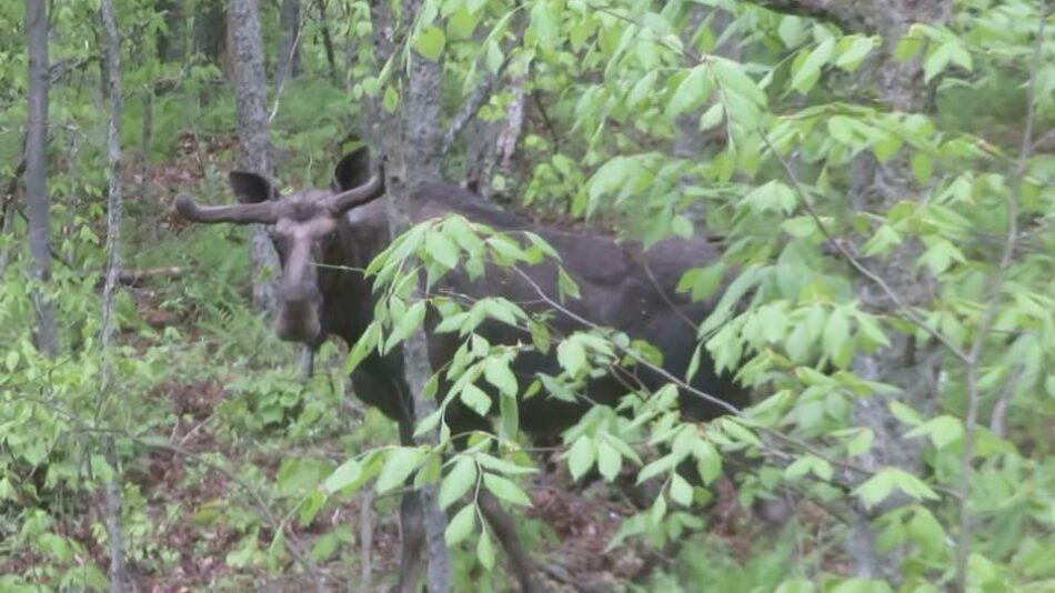 moose
