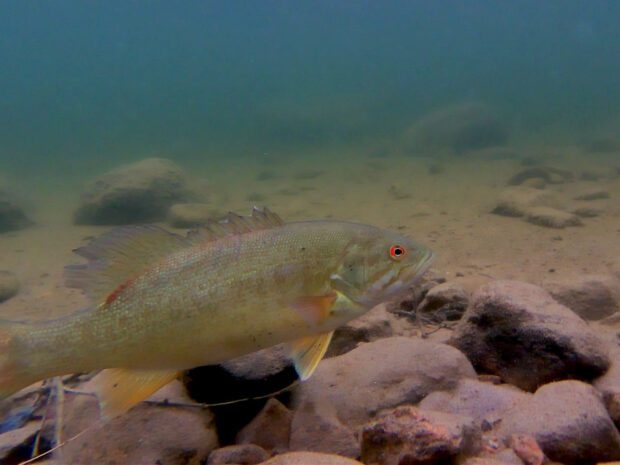 smallmouth bass under water