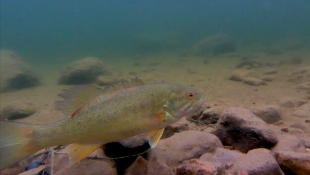 smallmouth bass under water
