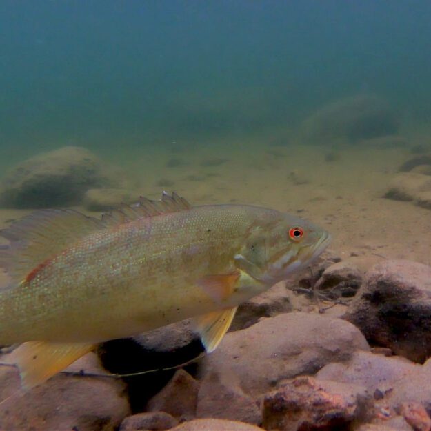 smallmouth bass under water