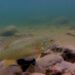 smallmouth bass under water