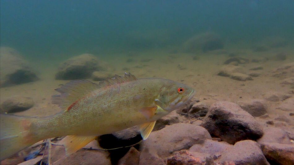 smallmouth bass under water