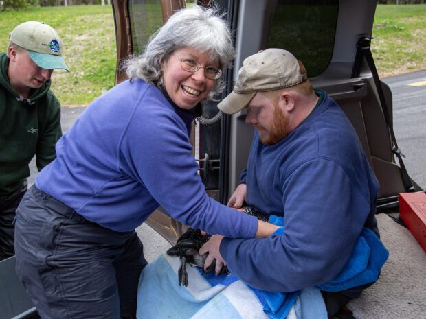 Nina Schoch takes blood samples from a loon that was rescued near Upper Saranac Lake in 2016. Photo by Mike Lynch