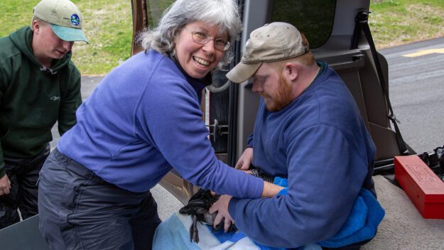 Nina Schoch takes blood samples from a loon that was rescued near Upper Saranac Lake in 2016. Photo by Mike Lynch