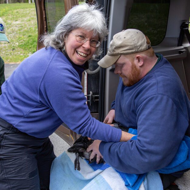 Nina Schoch takes blood samples from a loon that was rescued near Upper Saranac Lake in 2016. Photo by Mike Lynch