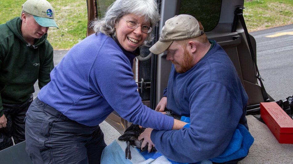 Nina Schoch takes blood samples from a loon that was rescued near Upper Saranac Lake in 2016. Photo by Mike Lynch