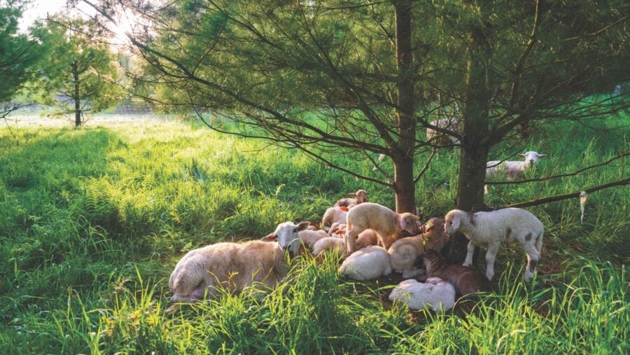 Katahdin hair sheep taking refuge under white pines that were intentionally left by Alex Caskey in the pasture for shade, on Barred Owl Brook Farm.