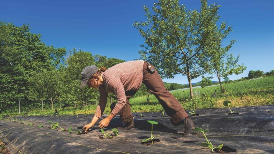 A woman plants rows of winter squash among mixed fruit trees at Wild Work Farm in Keene Valley.