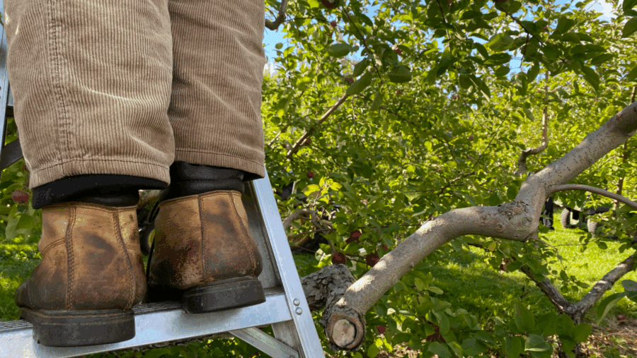 Close up of boots, person standing on a ladder in apple orchard.