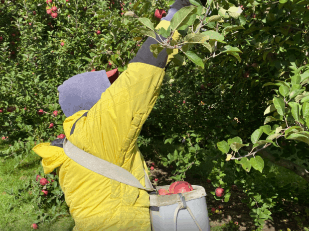 Migrant worker in yellow jacket carrying a bushel of apples in a back around his chest reaches up to pick apple from three