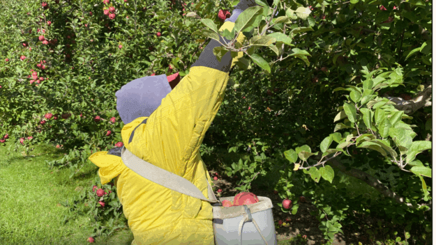 Migrant worker in yellow jacket carrying a bushel of apples in a back around his chest reaches up to pick apple from three