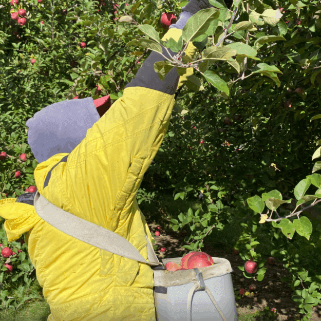 Migrant worker in yellow jacket carrying a bushel of apples in a back around his chest reaches up to pick apple from three