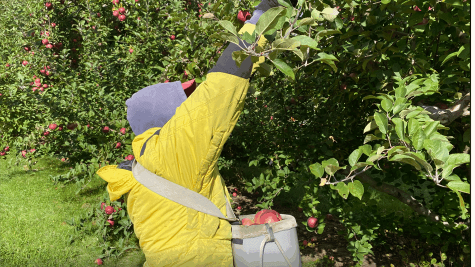 Migrant worker in yellow jacket carrying a bushel of apples in a back around his chest reaches up to pick apple from three